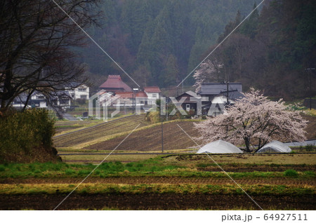 里山農村風景 桜のある風景 里山農村風景 桜のある風景 64927511