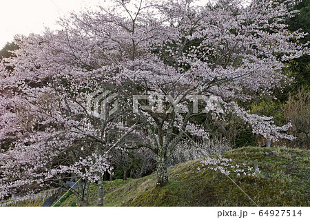 里山農村風景　桜のある風景 64927514