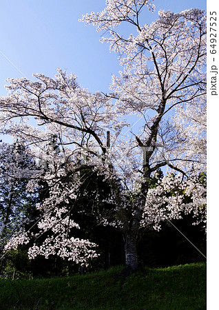 里山農村風景 桜のある風景 一本木 里山農村風景 桜のある風景 一本木 64927525