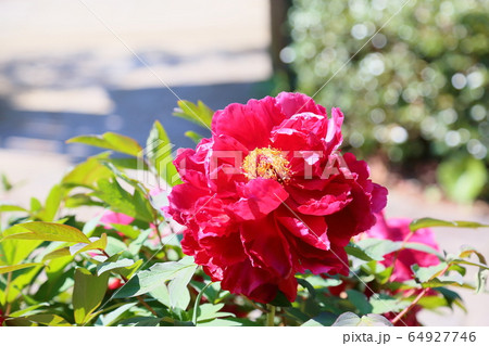 牡丹の花 牡丹の花 64927746