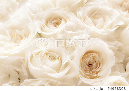 白いバラの花 背景素材の写真素材 6498