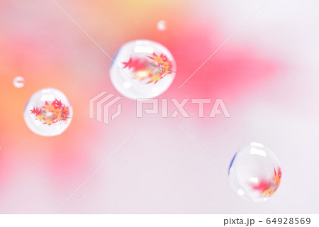 水玉と紅葉 水玉と紅葉 64928569