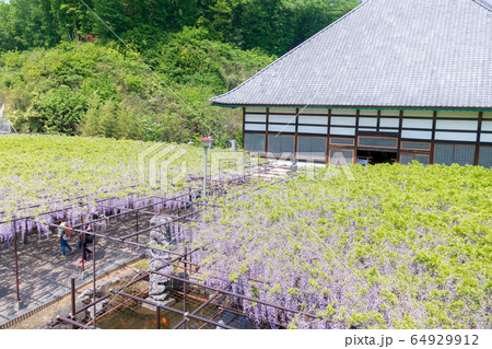 埼玉県本庄市　長泉寺の藤棚 64929912