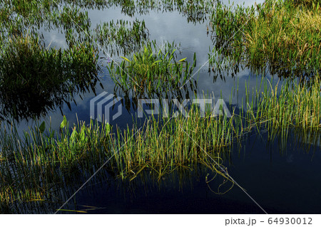 Grass in lake 64930012