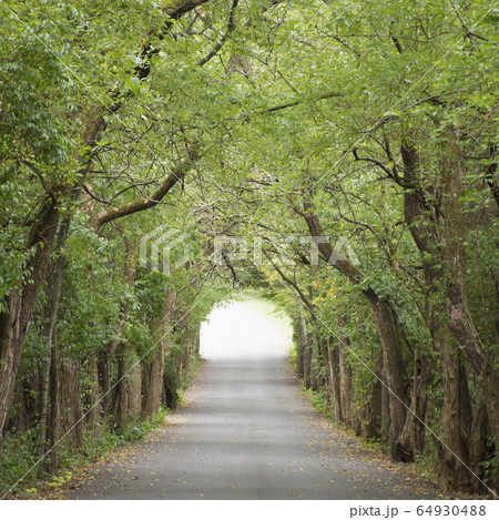 Road between trees Road between trees 64930488