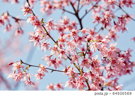 Cherry blossoms against sky Cherry blossoms against sky 64930569