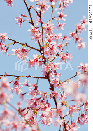 Cherry blossoms against sky 64930574