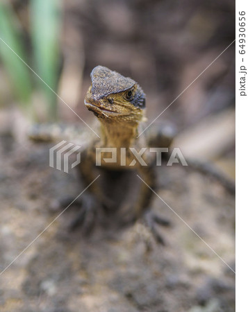 Australian water dragon on rock 64930656