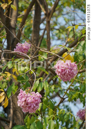 Chompoo Pantip in Thailand(タイの桜「チョンプー・パンティップ」) Chompoo Pantip in Thailand(タイの桜「チョンプー・パンティップ」) 64931078