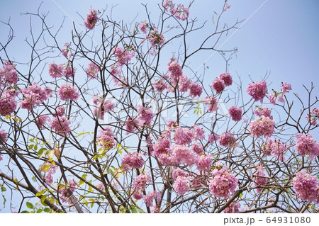 Chompoo Pantip in Thailand（タイの桜「チョンプー・パンティップ」） 64931080