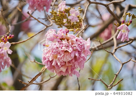 Chompoo Pantip in Thailand（タイの桜「チョンプー・パンティップ」） 64931082