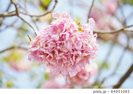 Chompoo Pantip in Thailand（タイの桜「チョンプー・パンティップ」） 64931083