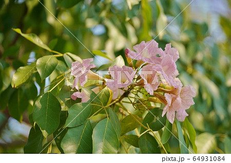 タイの桜、チョンプー・パンティップ（ชมพูพันธุ์ทิพย์/Chompoo Pantip） 64931084