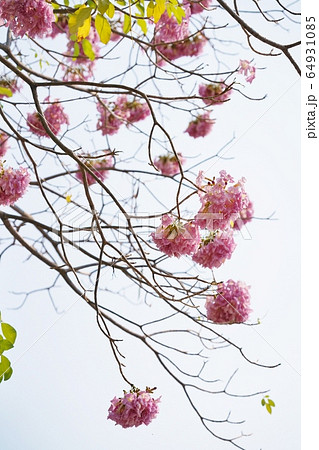 タイの桜、チョンプー・パンティップ（ชมพูพันธุ์ทิพย์/Chompoo Pantip） 64931085