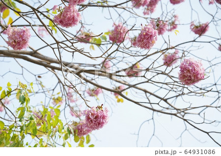 タイの桜、チョンプー・パンティップ(ชมพูพันธุ์ทิพย์/Chompoo Pantip) タイの桜、チョンプー・パンティップ(ชมพูพันธุ์ทิพย์/Chompoo Pantip) 64931086