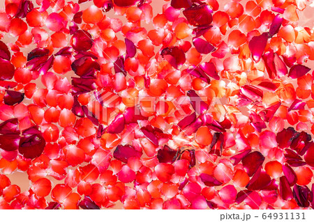 Red rose flower on water in bathtub decoration interior 64931131