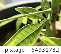 植物と水滴 64931732