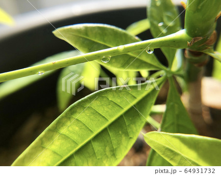 植物と水滴 64931732