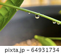 植物と水滴 64931734