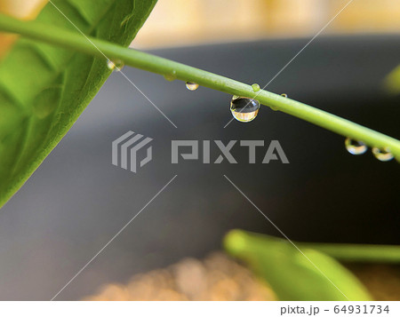 植物と水滴 64931734