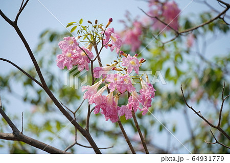タイの桜「チョンプー・パンティップ（Chompoo Pantip、Tabebuia rosea）」 64931779