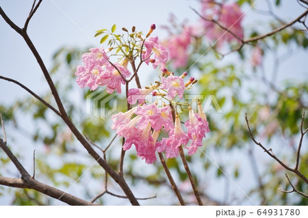 タイの桜「チョンプー・パンティップ（Chompoo Pantip、ชมพูพันธุ์ทิพย์）」 64931780