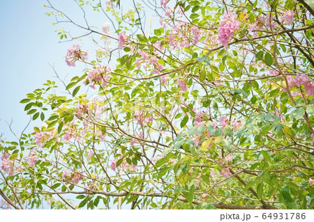 Chompoo Pantip（Tabebuia rosea, Pink Tecoma） 64931786