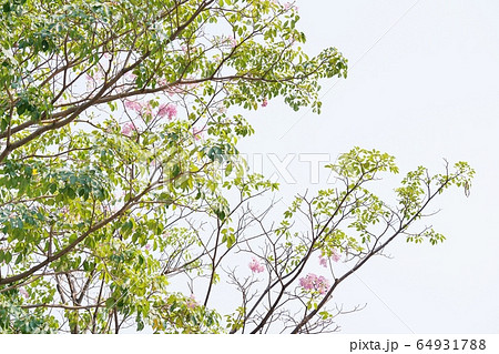 Chompoo Pantip（Tabebuia rosea, Pink Trumpet tree） 64931788