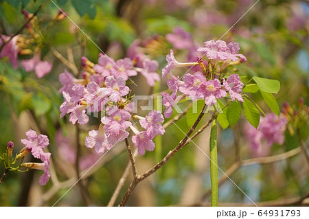 タイの桜「チョンプー・パンティップ（Chompoo Pantip、ชมพูพันธุ์ทิพย์）」 64931793