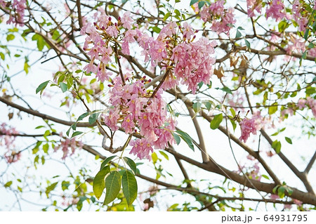 タイの桜「チョンプー・パンティップ(Chompoo Pantip、ชมพูพันธุ์ทิพย์)」 タイの桜「チョンプー・パンティップ(Chompoo Pantip、ชมพูพันธุ์ทิพย์)」 64931795