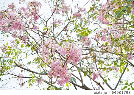 Tabebuia rosea, Pink Trumpet tree, Pink Tecoma 64931798