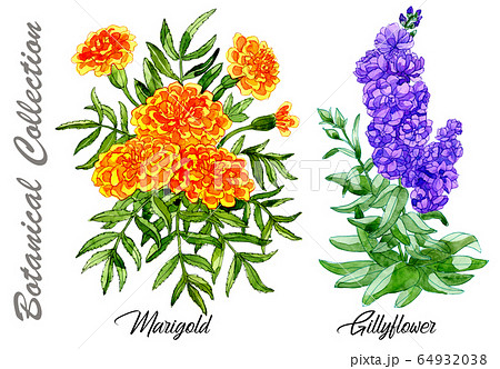 Design set of Marigold and Gillyflower isolated on white. Watercolor hand drawn botanical illustration with floral elements. See my full collection of plants 64932038