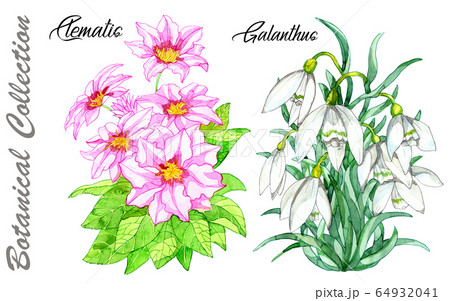 Design set of Clematis and Galanthus flowers isolated on white. Watercolor hand drawn botanical illustration with floral elements. See my full collection of plants 64932041