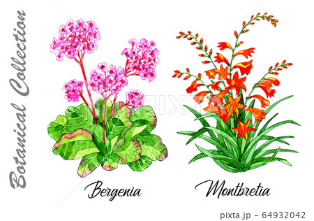 Design set of Bergenia and Montbretia flowers isolated on white. Watercolor hand drawn botanical illustration with floral elements. See my full collection of plants Design set of Bergenia and Montbretia flowers isolated on white. Watercolor hand drawn botanical illustration with floral elements. See my full collection of plants 64932042