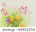 チューリップ畑の水彩画 64932254