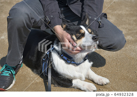 顔をわしゃわしゃされる黒いコーギー犬の写真素材