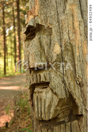 新治市民の森 64932494