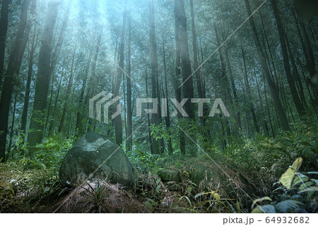 Dark forest with fog and high trees Dark forest with fog and high trees 64932682