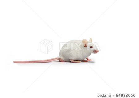 White mouse 64933050