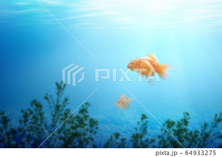 Underwater view with sunlight and goldfish Underwater view with sunlight and goldfish 64933275
