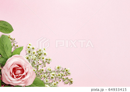 Pink rose on a pink background 64933415