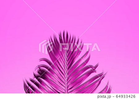 Palm leaves in vibrant color 64933426