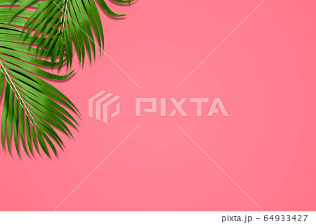 Palm leaves in vibrant color Palm leaves in vibrant color 64933427