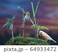 野鳥 鳥 屋外 64933472