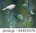 野生動物 自然 野生 64933476