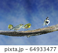 鳥 屋外 かわいい 64933477