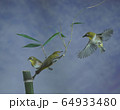 野生動物 自然 野鳥 64933480