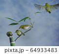 自然 野鳥 きれい 64933483