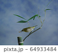 野鳥 鳥 屋外 64933484