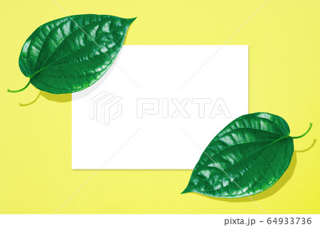 Tropical leaves in vibrant color 64933736